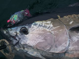 trolling for giant bluefin tuna off oak island